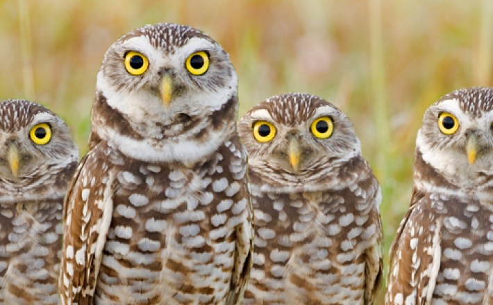 Aruba's Beautiful Birds