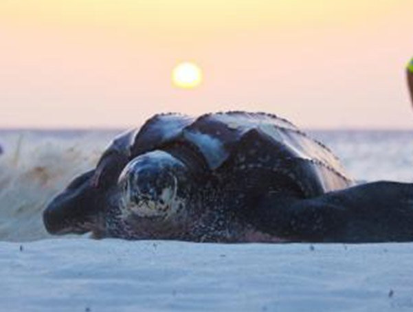 Sea turtle nesting and hatching on Eagle Beach