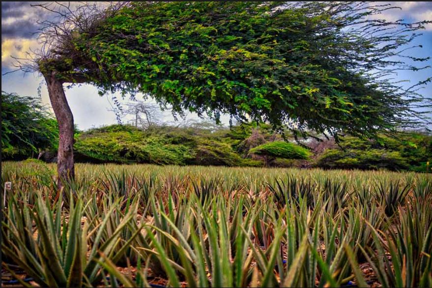 Aruba Aloe