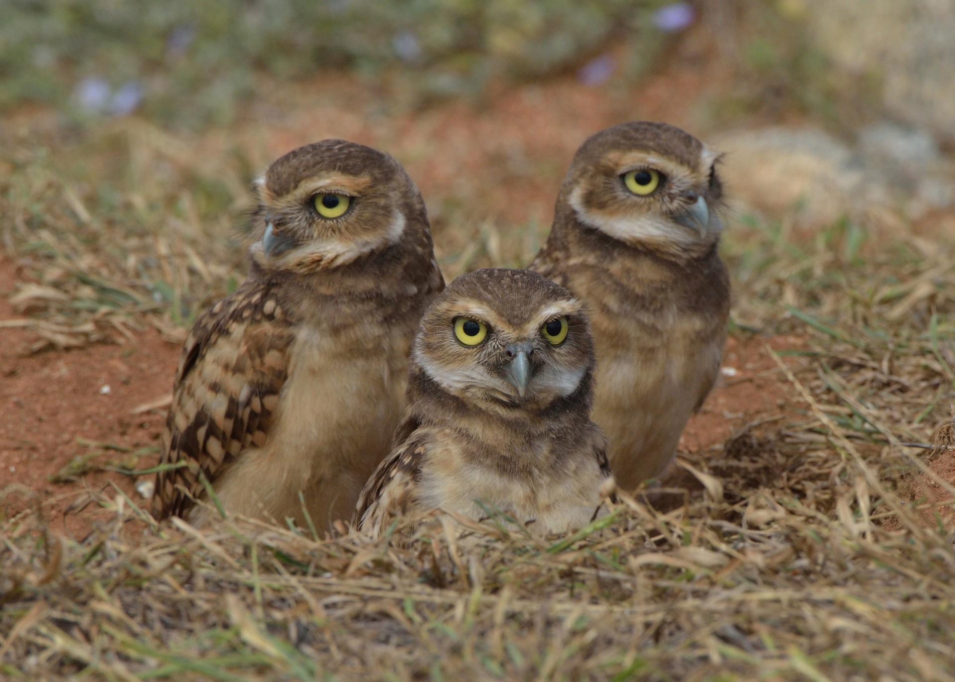 Pledge to preserve Aruba's beauty for future generations