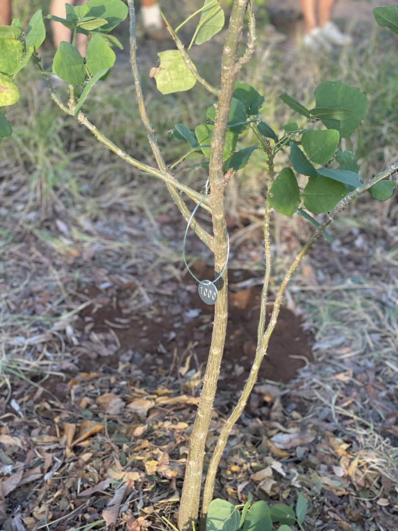 Celebrating a Greener Future: The 1000th Tree Planting by Ban Lanta y Planta